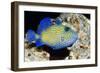 Blue Triggerfish-Georgette Douwma-Framed Photographic Print