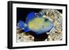 Blue Triggerfish-Georgette Douwma-Framed Photographic Print