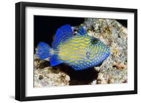 Blue Triggerfish-Georgette Douwma-Framed Photographic Print