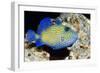 Blue Triggerfish-Georgette Douwma-Framed Photographic Print