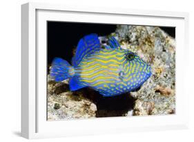Blue Triggerfish-Georgette Douwma-Framed Photographic Print