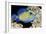 Blue Triggerfish-Georgette Douwma-Framed Photographic Print