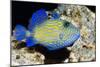 Blue Triggerfish-Georgette Douwma-Mounted Photographic Print