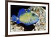 Blue Triggerfish-Georgette Douwma-Framed Photographic Print