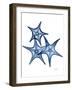 Blue Trio Starfish-Albert Koetsier-Framed Art Print