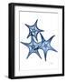 Blue Trio Starfish-Albert Koetsier-Framed Art Print