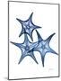 Blue Trio Starfish-Albert Koetsier-Mounted Art Print