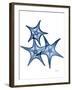 Blue Trio Starfish-Albert Koetsier-Framed Art Print