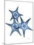 Blue Trio Starfish-Albert Koetsier-Mounted Art Print