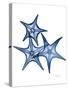 Blue Trio Starfish-Albert Koetsier-Stretched Canvas