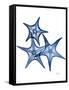 Blue Trio Starfish-Albert Koetsier-Framed Stretched Canvas