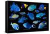 Blue tropical reef fish composite image, Indo-Pacific species-Georgette Douwma-Framed Stretched Canvas