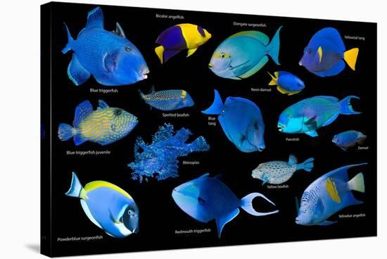 Blue tropical reef fish composite image, Indo-Pacific species-Georgette Douwma-Stretched Canvas