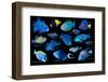 Blue tropical reef fish composite image, Indo-Pacific species-Georgette Douwma-Framed Photographic Print