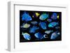 Blue tropical reef fish composite image, Indo-Pacific species-Georgette Douwma-Framed Photographic Print