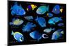 Blue tropical reef fish composite image, Indo-Pacific species-Georgette Douwma-Mounted Photographic Print