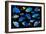 Blue tropical reef fish composite image, Indo-Pacific species-Georgette Douwma-Framed Photographic Print