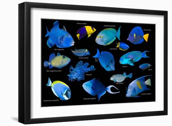 Blue tropical reef fish composite image, Indo-Pacific species-Georgette Douwma-Framed Photographic Print