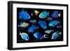 Blue tropical reef fish composite image, Indo-Pacific species-Georgette Douwma-Framed Photographic Print