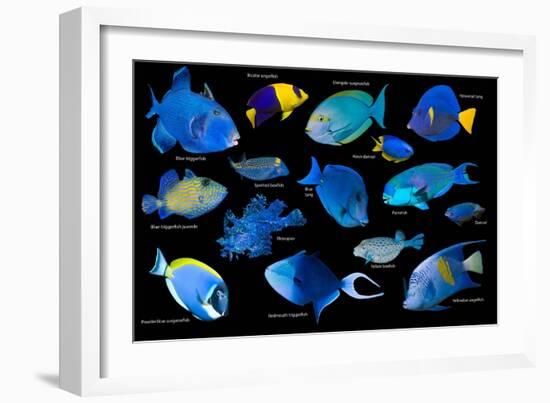 Blue tropical reef fish composite image, Indo-Pacific species-Georgette Douwma-Framed Photographic Print