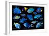 Blue tropical reef fish composite image, Indo-Pacific species-Georgette Douwma-Framed Photographic Print