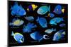 Blue tropical reef fish composite image, Indo-Pacific species-Georgette Douwma-Mounted Photographic Print