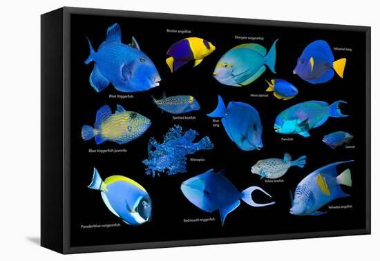 Blue tropical reef fish composite image, Indo-Pacific species-Georgette Douwma-Framed Stretched Canvas