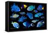 Blue tropical reef fish composite image, Indo-Pacific species-Georgette Douwma-Framed Stretched Canvas