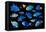 Blue tropical reef fish composite image, Indo-Pacific species-Georgette Douwma-Framed Stretched Canvas