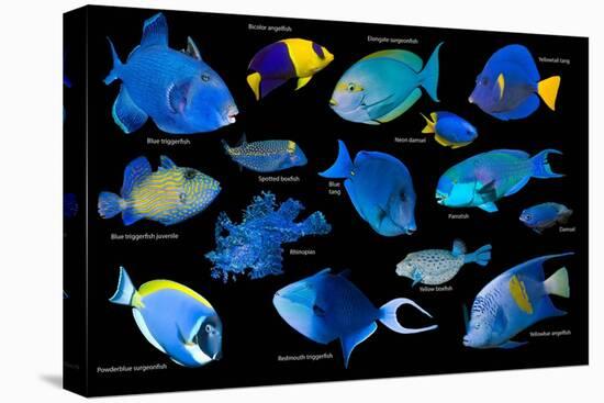 Blue tropical reef fish composite image, Indo-Pacific species-Georgette Douwma-Stretched Canvas