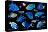 Blue tropical reef fish composite image, Indo-Pacific species-Georgette Douwma-Stretched Canvas