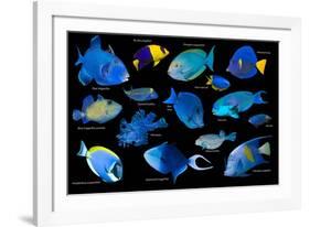 Blue tropical reef fish composite image, Indo-Pacific species-Georgette Douwma-Framed Photographic Print