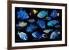 Blue tropical reef fish composite image, Indo-Pacific species-Georgette Douwma-Framed Photographic Print