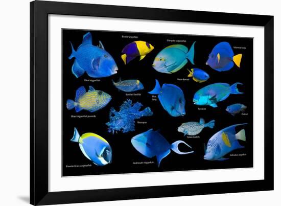 Blue tropical reef fish composite image, Indo-Pacific species-Georgette Douwma-Framed Photographic Print