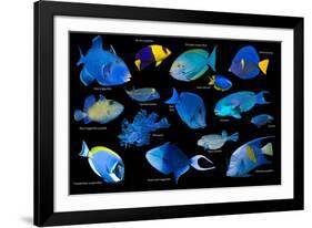 Blue tropical reef fish composite image, Indo-Pacific species-Georgette Douwma-Framed Photographic Print