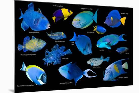 Blue tropical reef fish composite image, Indo-Pacific species-Georgette Douwma-Mounted Photographic Print