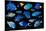 Blue tropical reef fish composite image, Indo-Pacific species-Georgette Douwma-Mounted Photographic Print