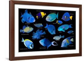 Blue tropical reef fish composite image, Indo-Pacific species-Georgette Douwma-Framed Photographic Print