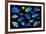 Blue tropical reef fish composite image, Indo-Pacific species-Georgette Douwma-Framed Photographic Print
