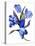 Blue tulip-Hiroyuki Izutsu-Stretched Canvas