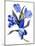 Blue tulip-Hiroyuki Izutsu-Mounted Giclee Print