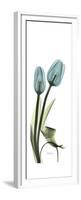 Blue Tulips-Albert Koetsier-Framed Premium Giclee Print