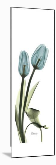 Blue Tulips-Albert Koetsier-Mounted Premium Giclee Print
