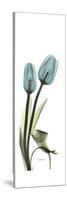 Blue Tulips-Albert Koetsier-Stretched Canvas