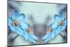 Blue Twins-Heidi Westum-Mounted Photographic Print