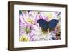 Blue Velvet butterfly, Salamis temora on pink Dahlia flowers-Darrell Gulin-Framed Photographic Print