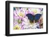 Blue Velvet butterfly, Salamis temora on pink Dahlia flowers-Darrell Gulin-Framed Photographic Print