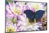 Blue Velvet butterfly, Salamis temora on pink Dahlia flowers-Darrell Gulin-Mounted Photographic Print