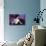 Blue Velvet (photo)-null-Photo displayed on a wall