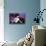 Blue Velvet (photo)-null-Stretched Canvas displayed on a wall